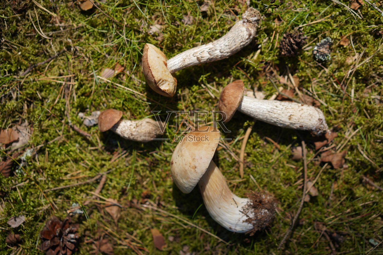 营火烹饪的细节视图,茶壶,蘑菇和洋葱锅是在火上复制空间,露营细节在森林与帐篷,家庭露营和时间花费,夏季活动,营地照片摄影图片