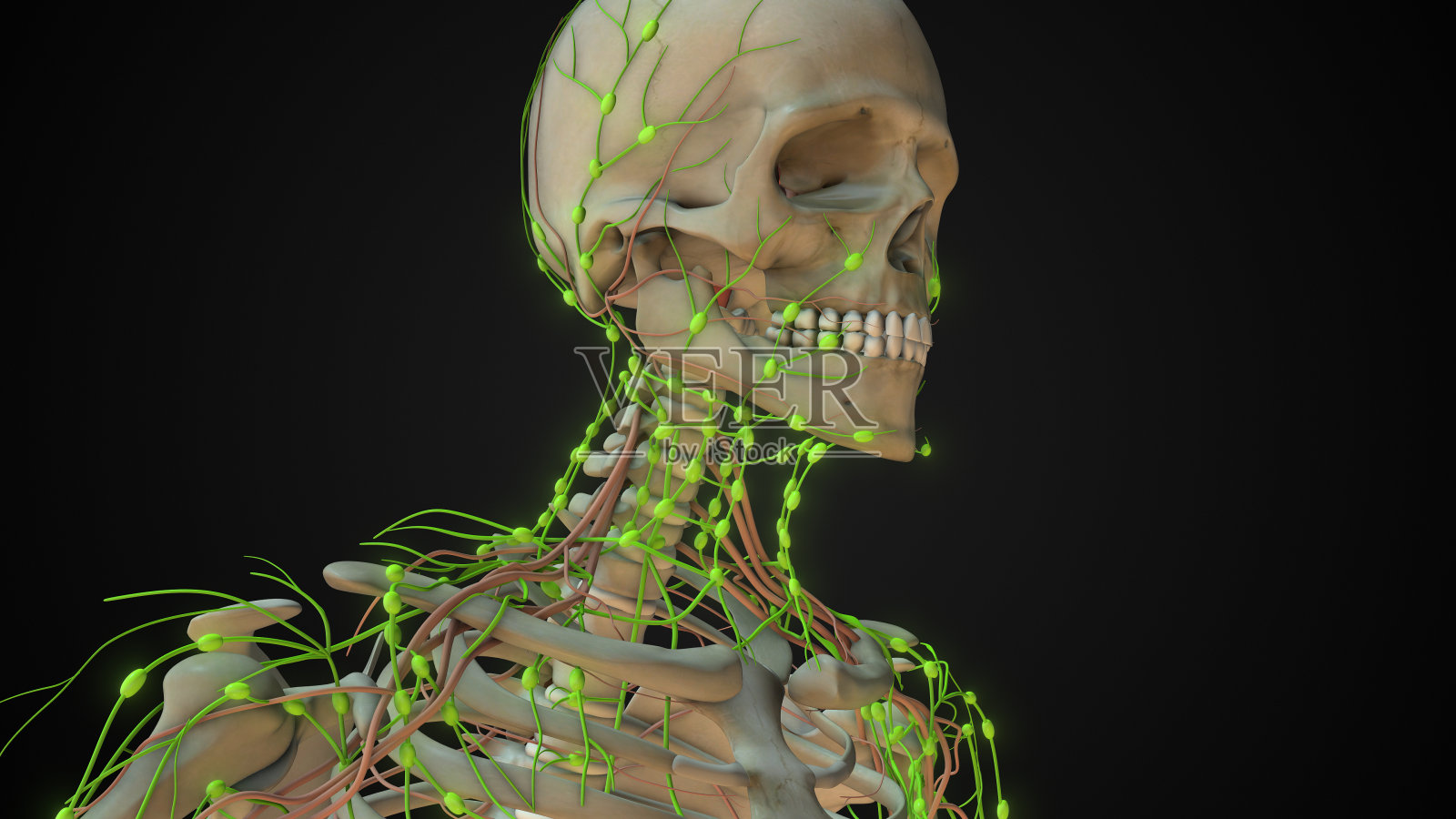 人体淋巴系统的淋巴结解剖照片摄影图片