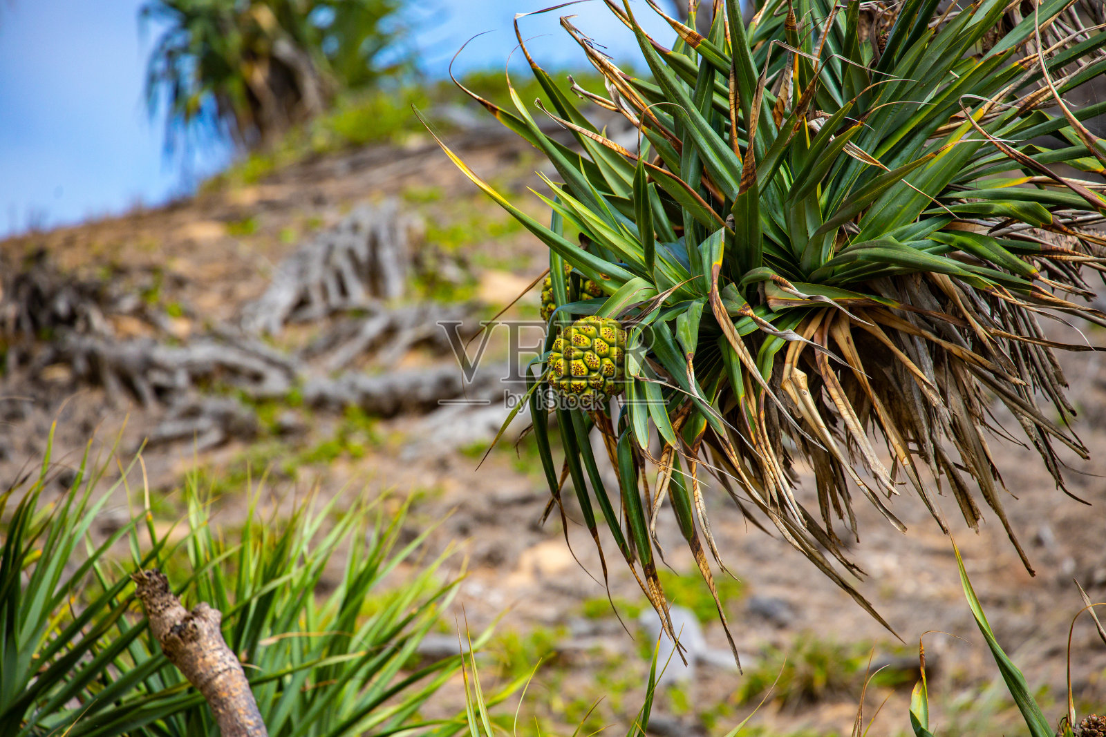 美丽的独特形状的螺旋松(pandanus)树果实在深水国家公园附近的阿格尼斯水,澳大利亚昆士兰州照片摄影图片