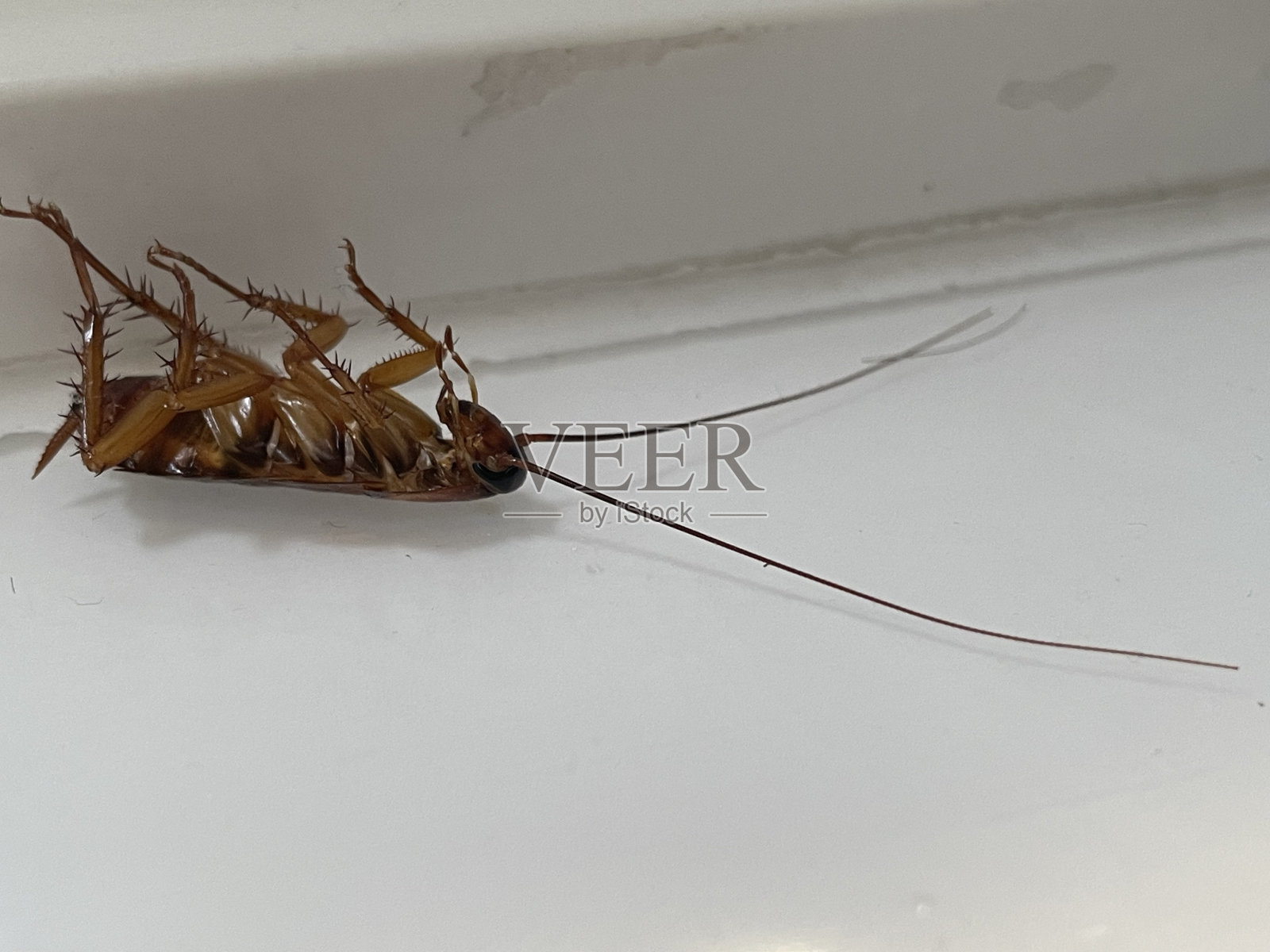 房子里的死蟑螂照片摄影图片