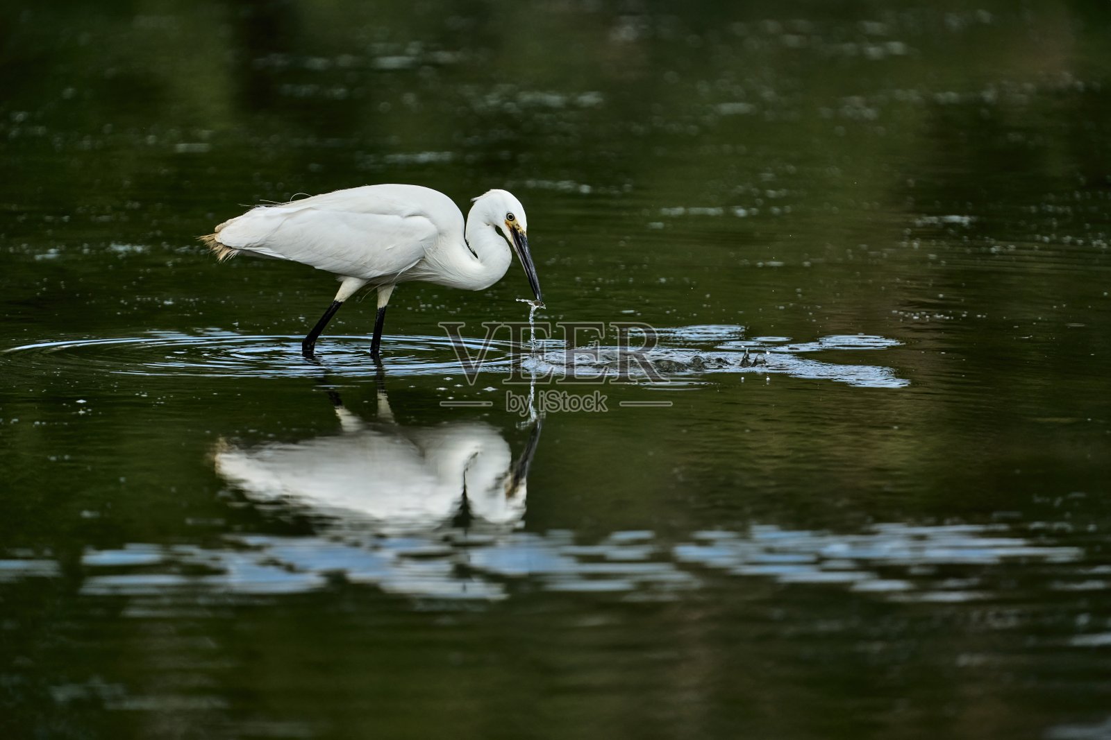 水从一只狩猎的小白鹭的嘴中搅动照片摄影图片