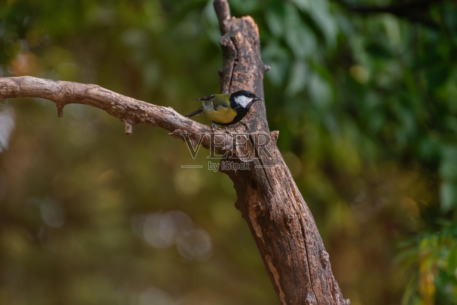 一只大山雀栖息在树枝上。照片摄影图片