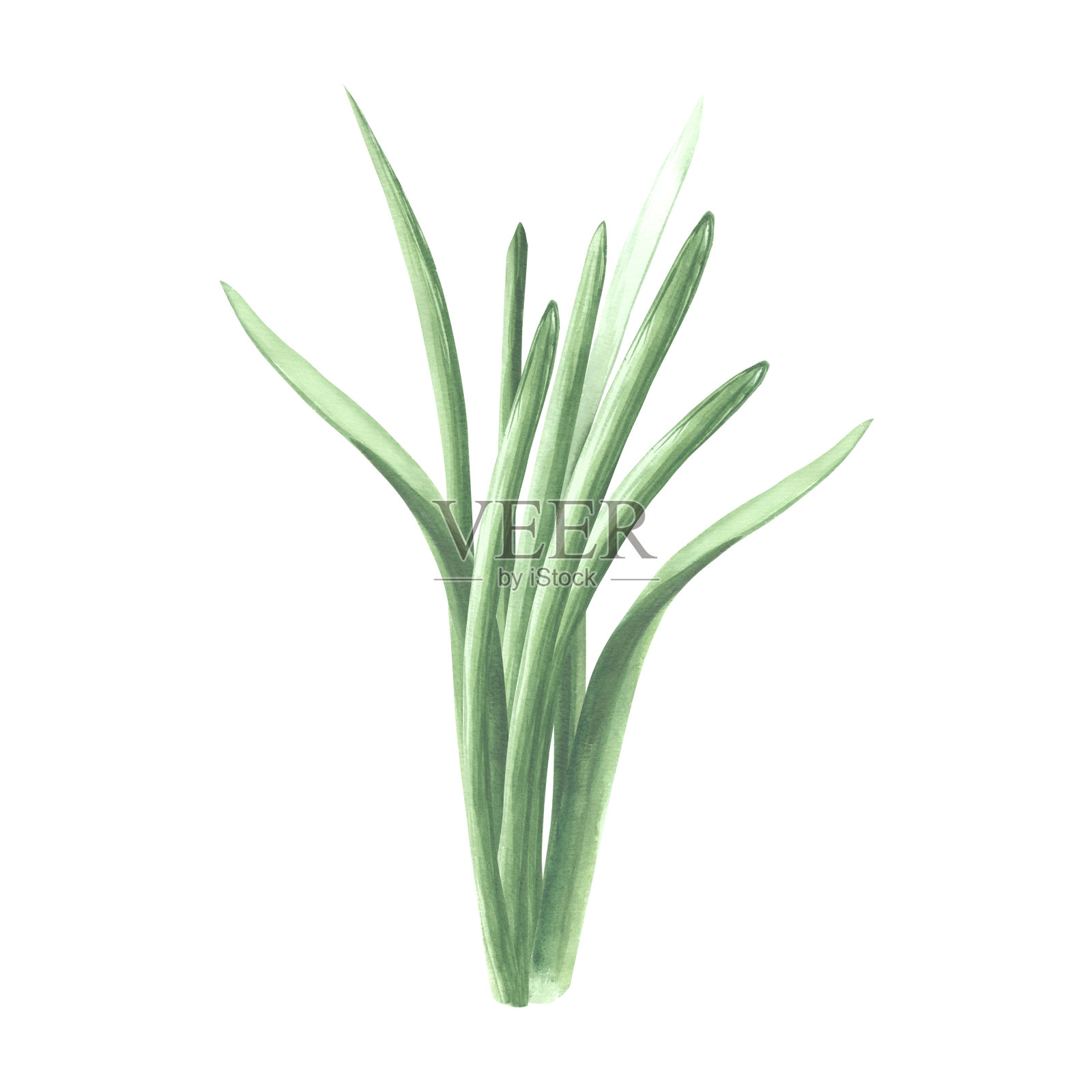 一束绿草。孤立的手绘水彩绿色植物,草药插图。卡通草甸植物图。植物模板贺卡,贴纸,婚礼,包装,纺织品,刺绣。插画图片素材