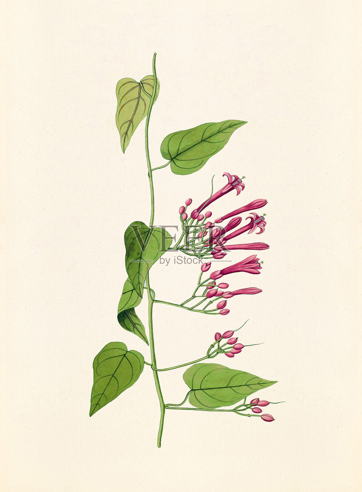 复古植物插图。布什牵牛花。大约在1774年插画图片素材