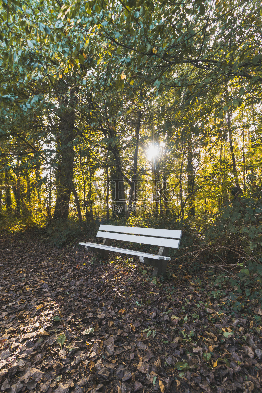 比利时杜克附近的Donkmeer保护区,树叶上的白色长凳和黄橙色油漆。秋季11月照片摄影图片