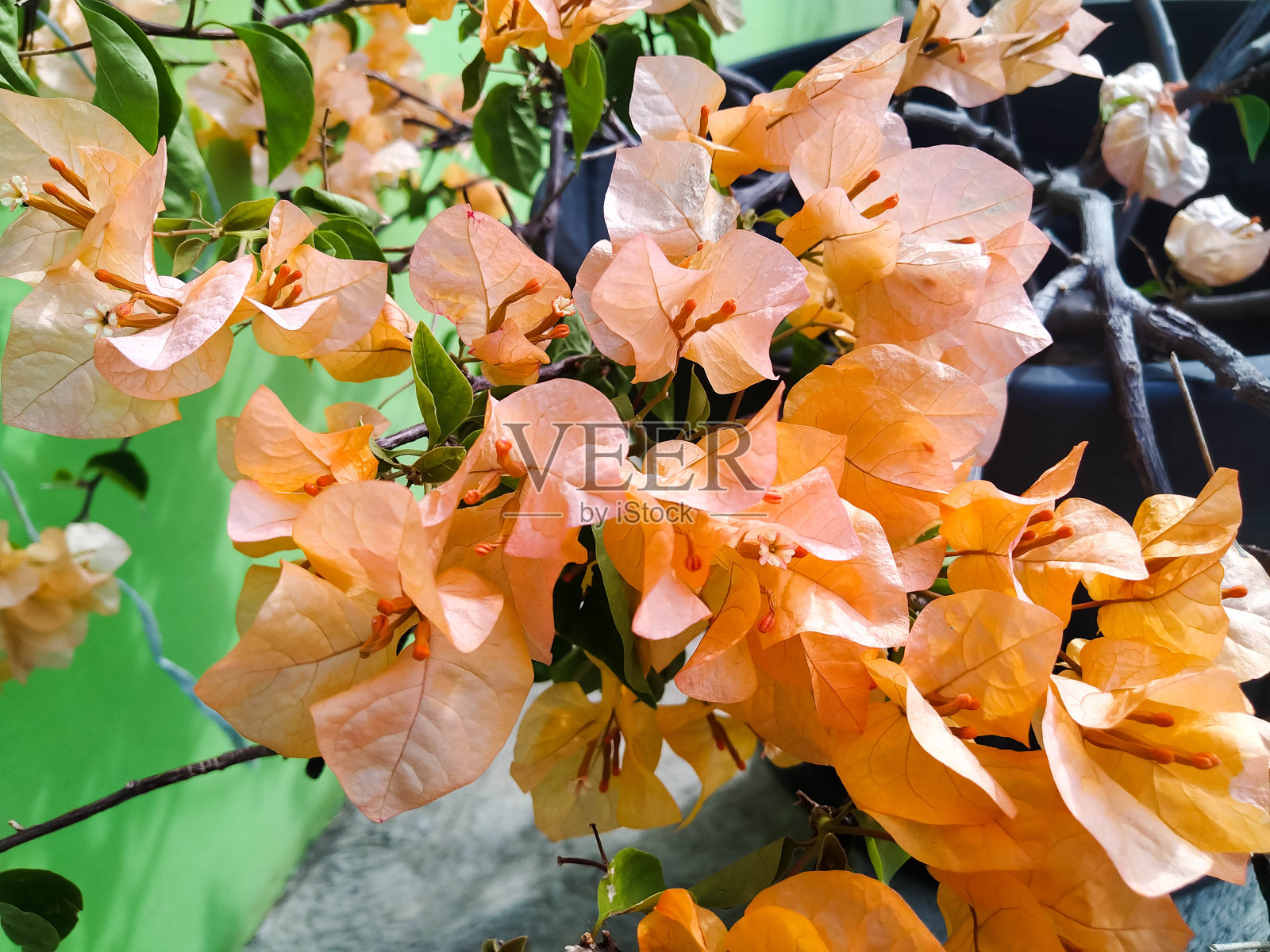 叶子花属照片摄影图片