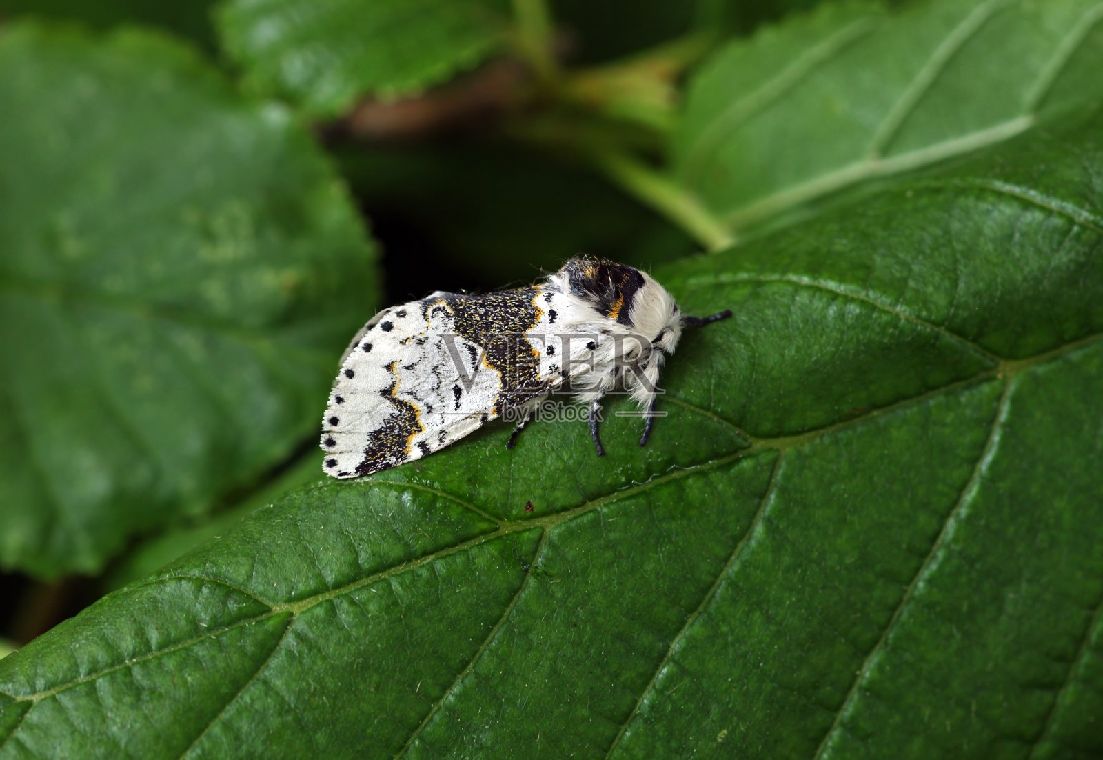 桤木小猫(叉形齿)照片摄影图片