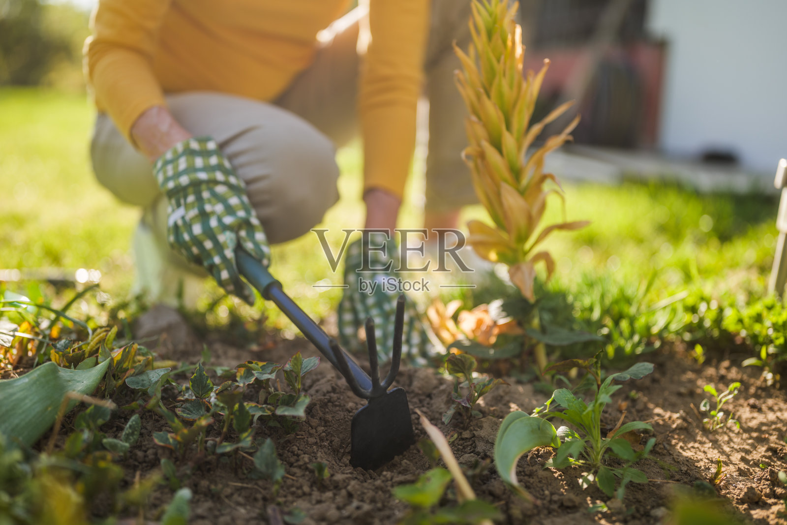 老年妇女园艺照片摄影图片