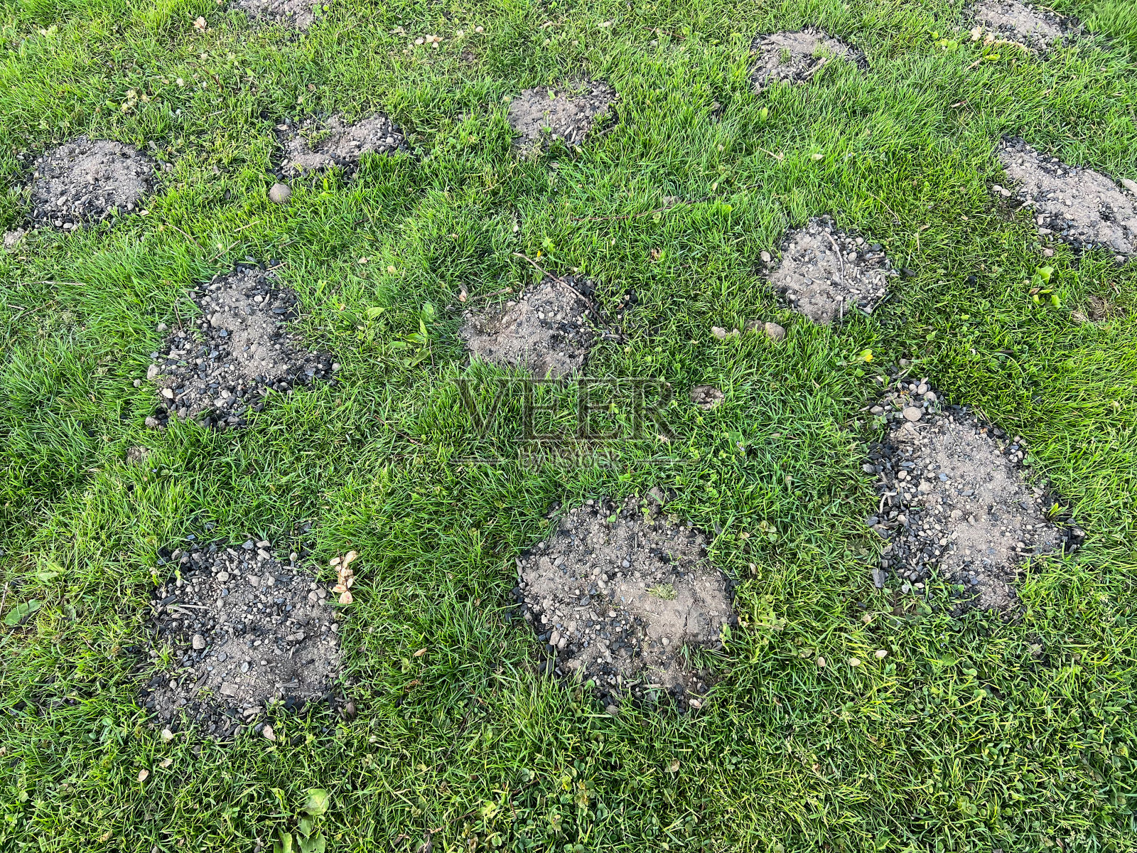 草地上的动物洞照片摄影图片