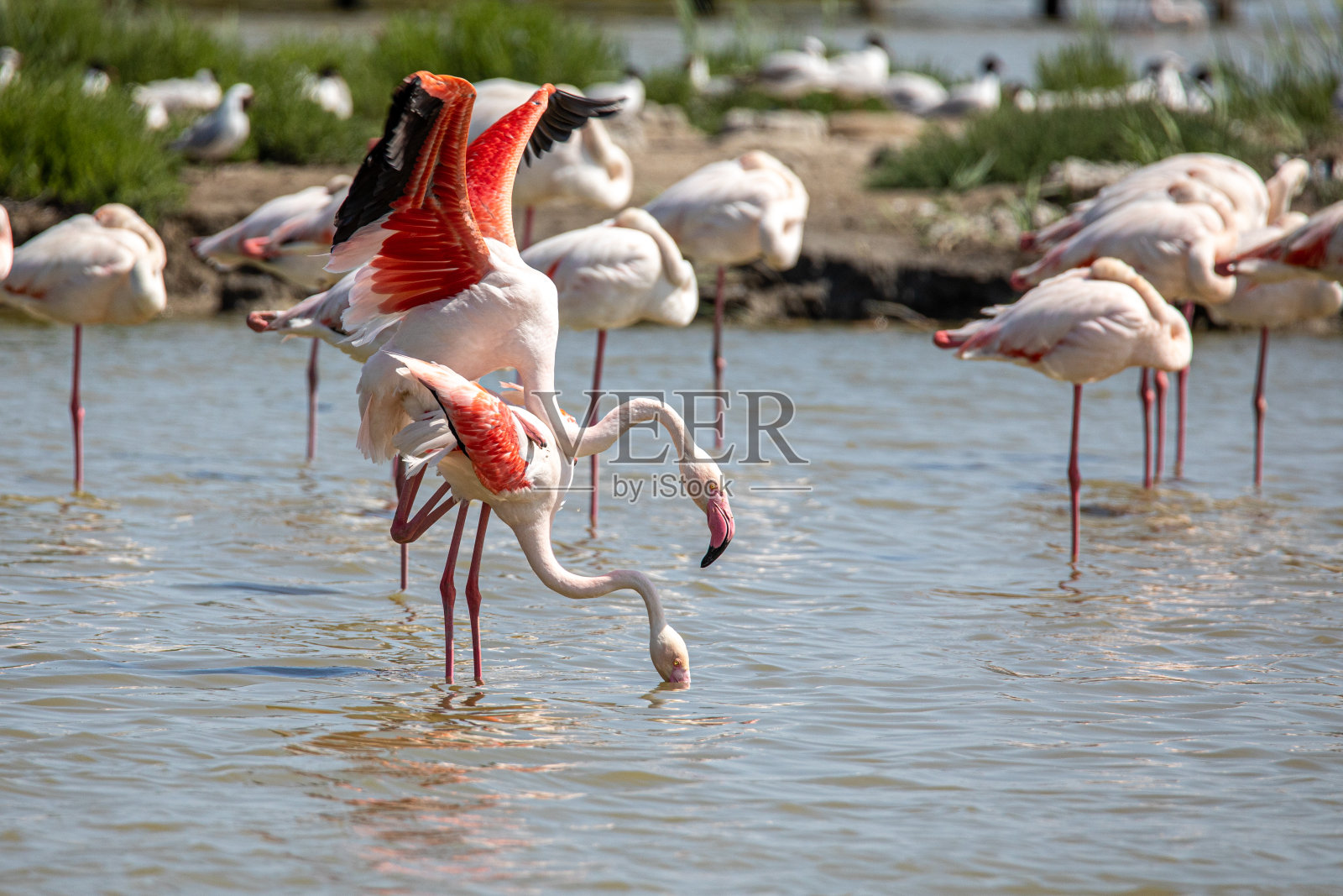 卡马尔格的火烈鸟照片摄影图片
