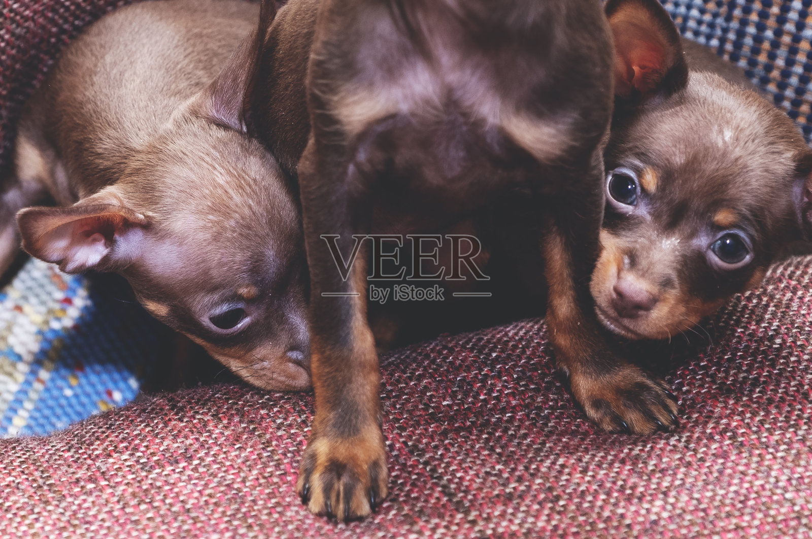 可爱的小狗布拉格鼠狗。照片摄影图片
