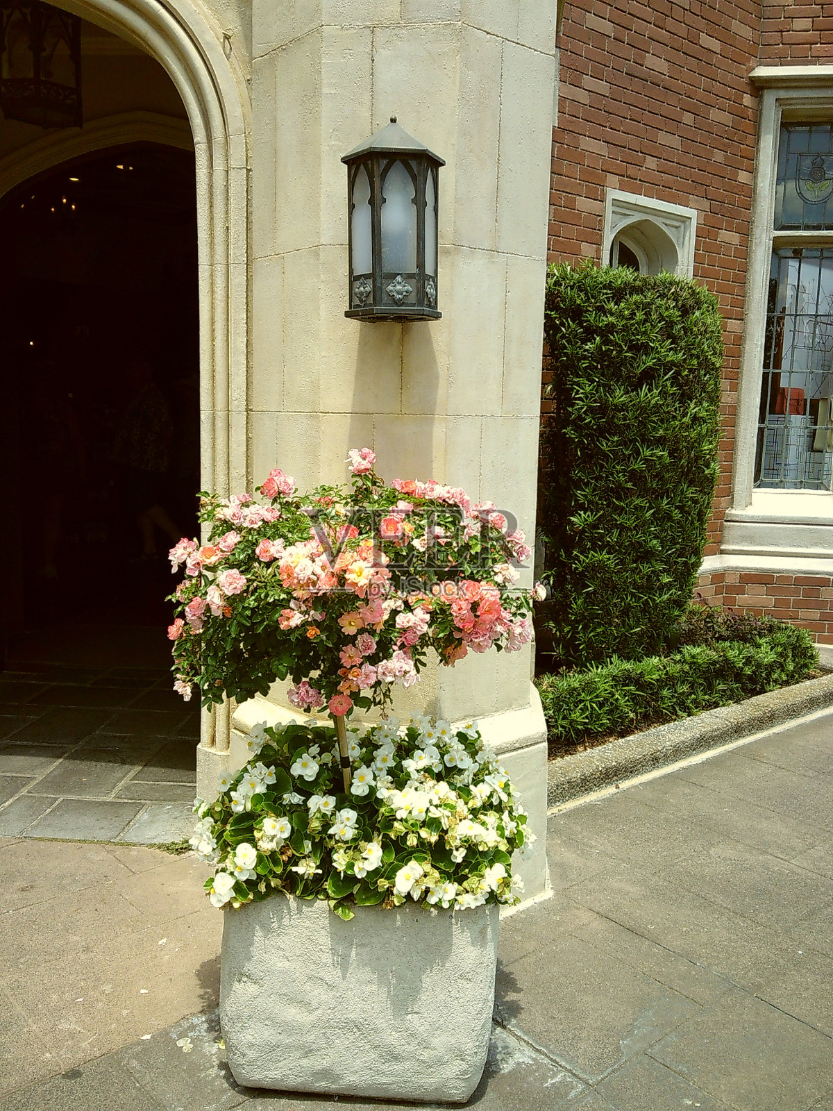 2024年中午,佛罗里达州中部春花的穆迪电影照片照片摄影图片