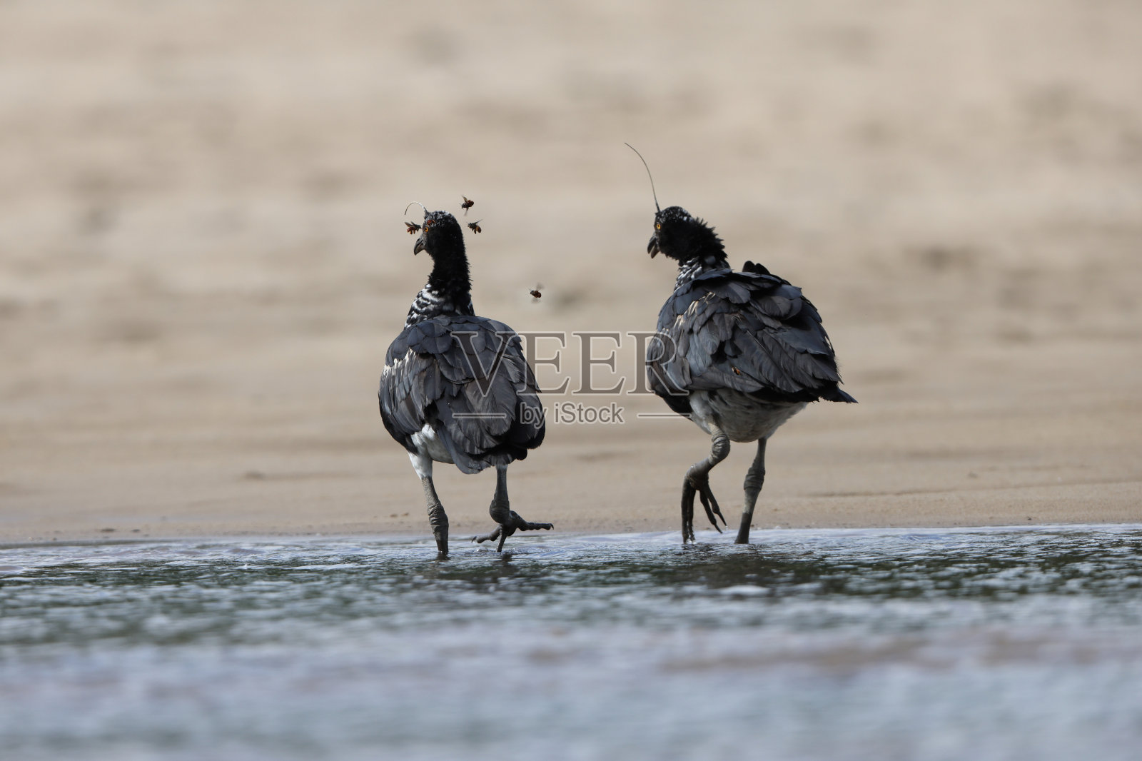 哥伦比亚有角的尖叫者(Anhima cornuta)照片摄影图片