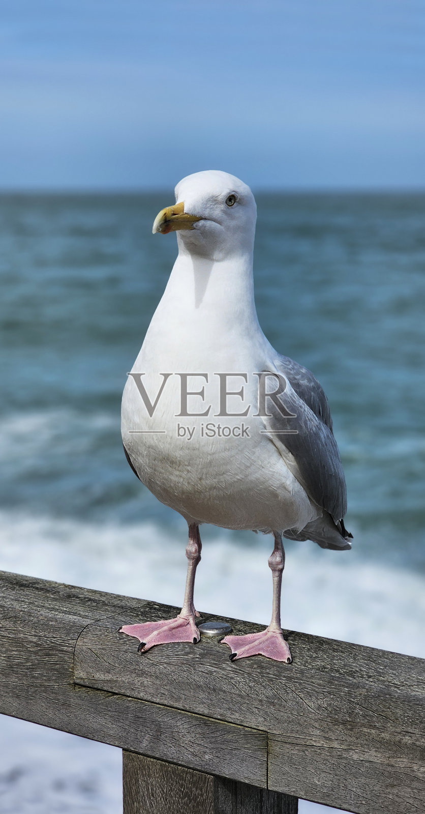 大海背景下的大海鸥照片摄影图片