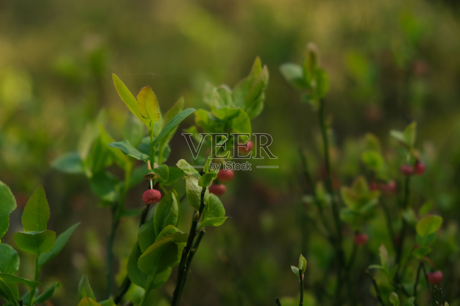 野莓在绿色的森林里,春天的季节照片摄影图片