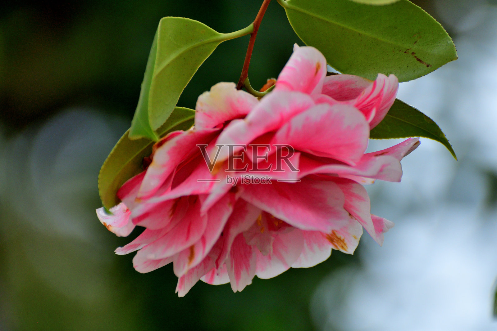 日本山茶花:深色,有光泽的叶子,有各种颜色的美丽花簇照片摄影图片