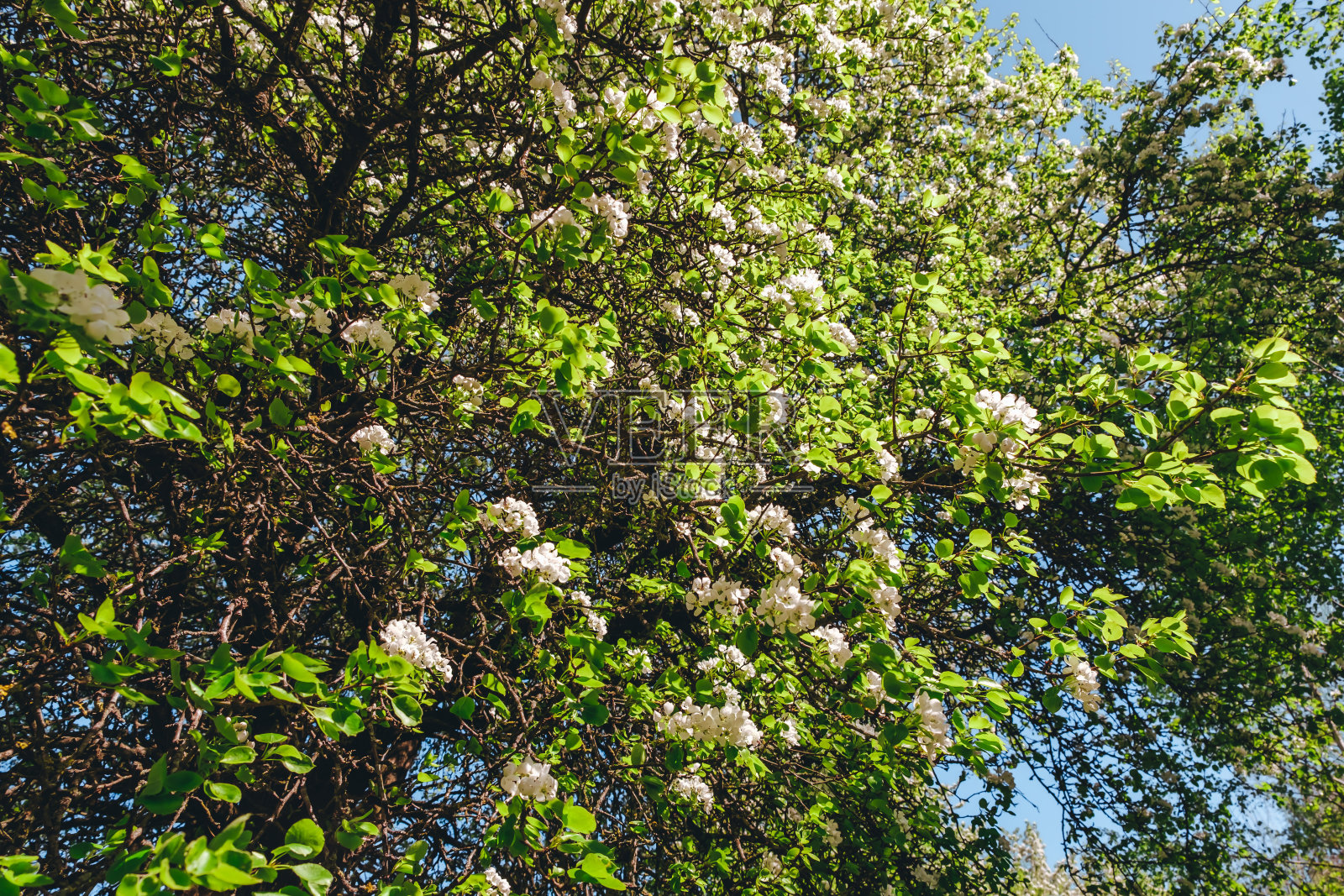 盛开的苹果树上的白色花朵。特写镜头。春天。盛开的果园。四月和五月。园林植物。自然之美。花园的细节。健康果枝。阳光明媚的天气。模糊的背景照片摄影图片