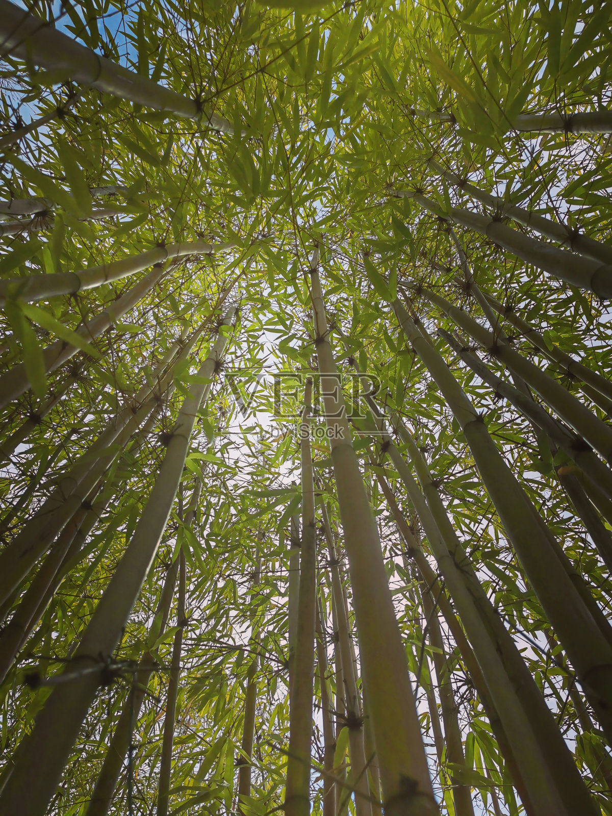 茂密的竹林遮蔽人行道,步道,毛伊岛,夏威夷照片摄影图片