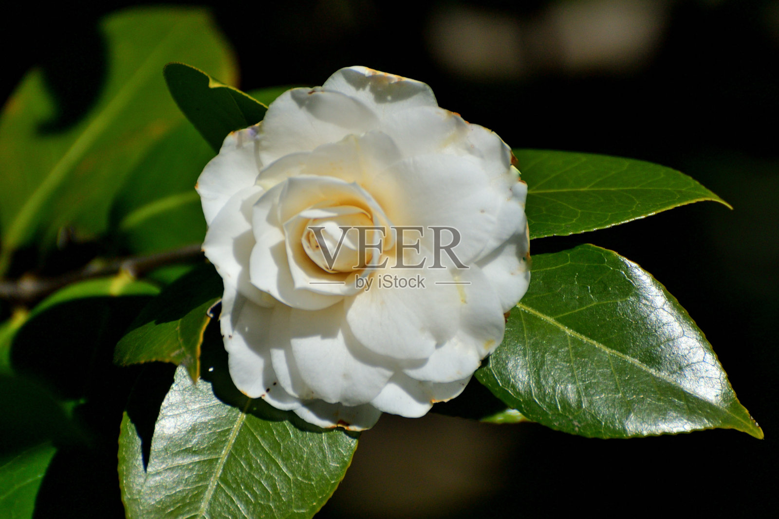 日本山茶花:深色,有光泽的叶子,有各种颜色的美丽花簇照片摄影图片