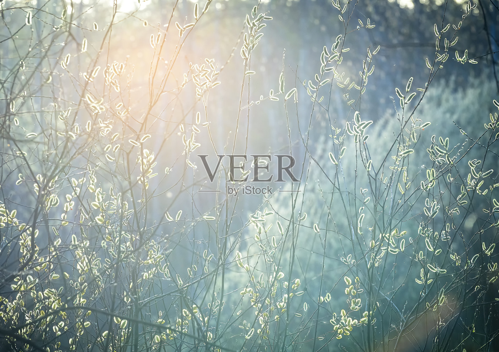 柳枝上有柳絮,春蕾在阳光下柔软蓬松。早春复活节背景。文本空间。欧洲棕枝主日的传统装饰。照片摄影图片