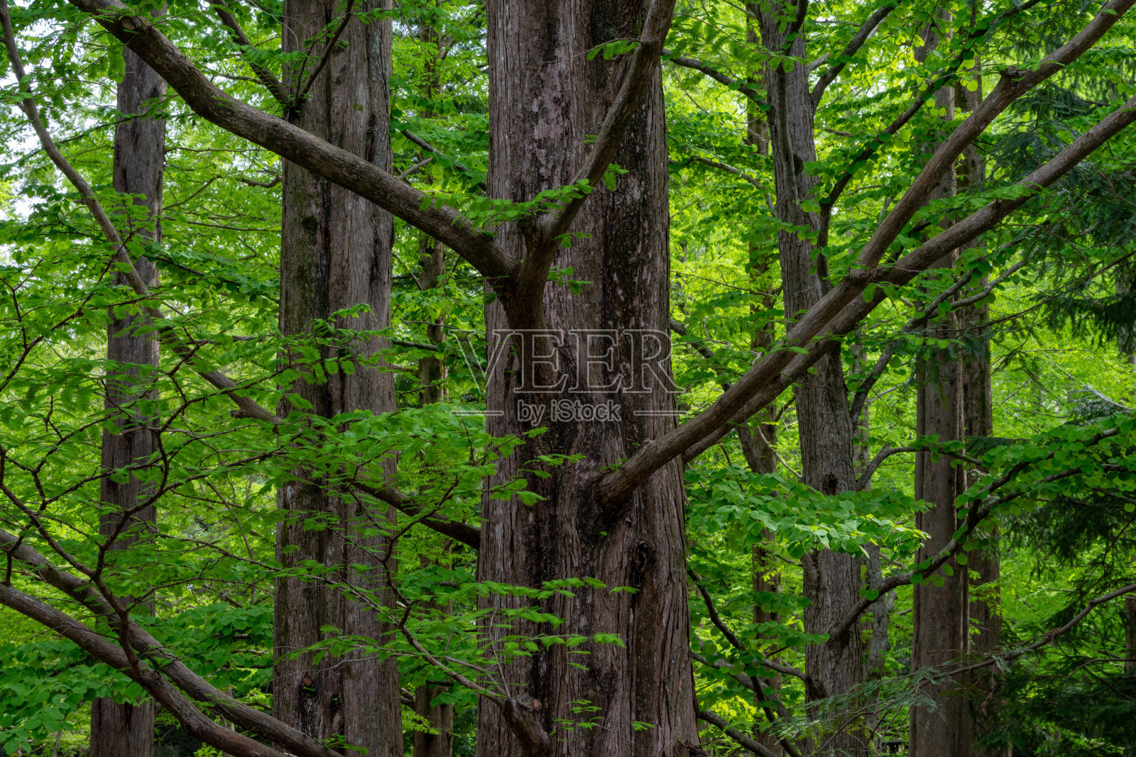 有许多树木的森林风景照片摄影图片