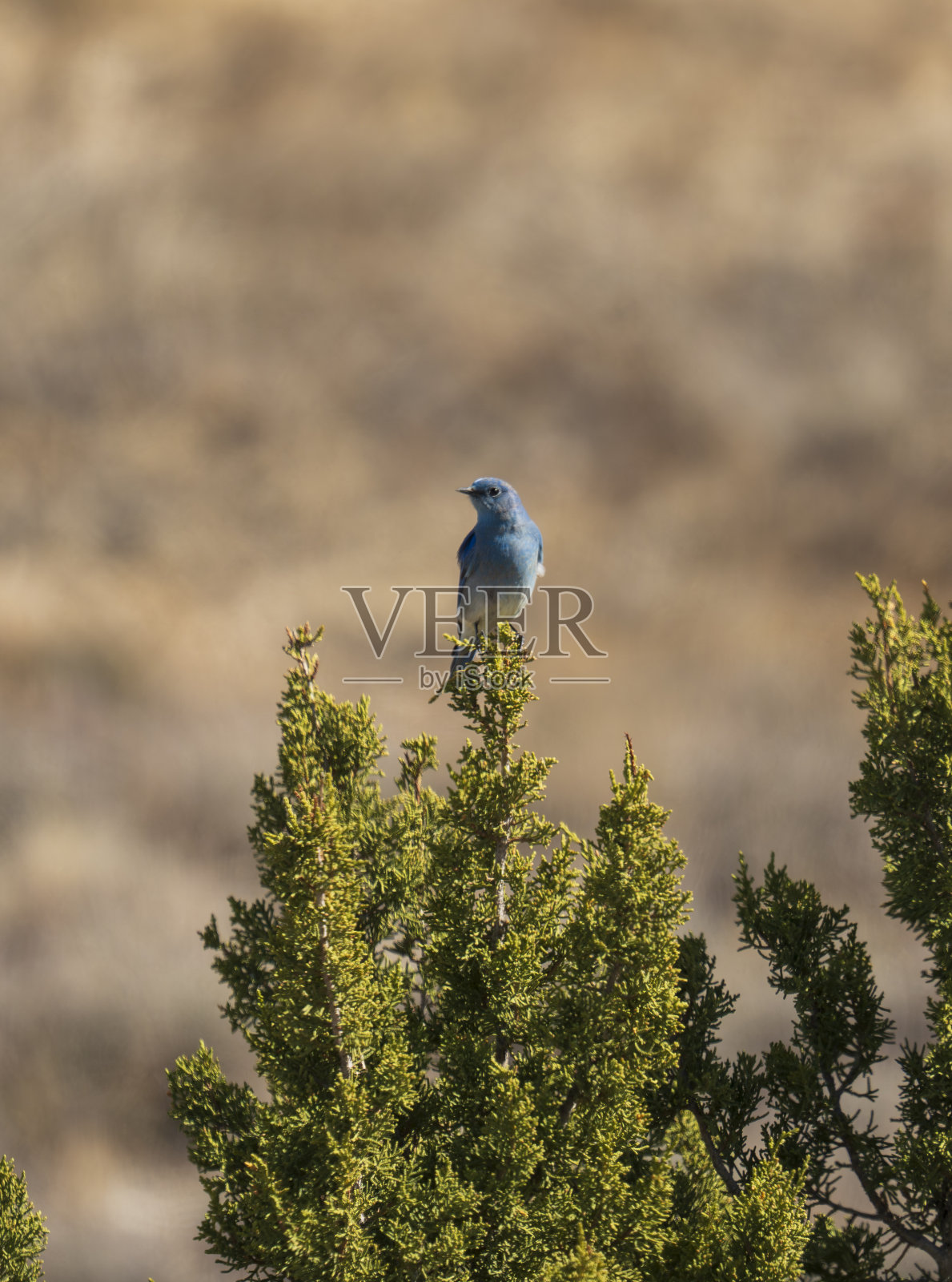 山蓝知更鸟照片摄影图片