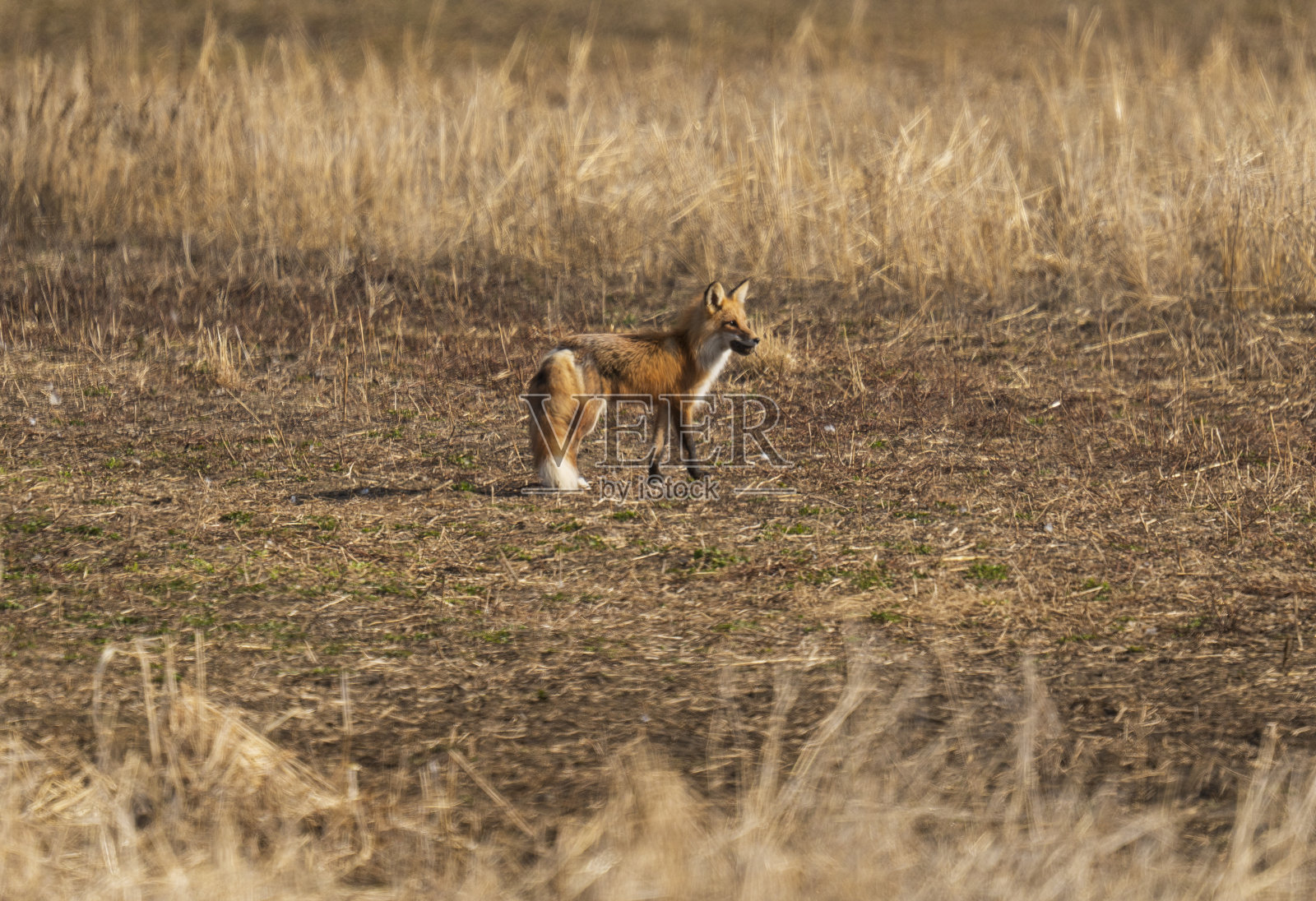 红狐站在田野里照片摄影图片