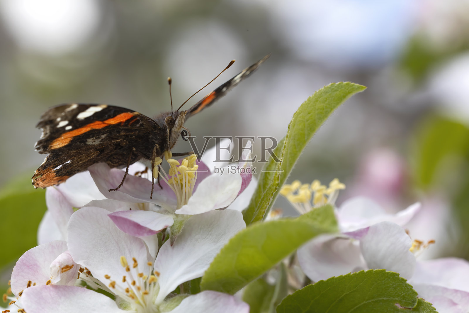 张开翅膀的蝴蝶在苹果树的花丛中寻找花蜜。背景与散景。照片摄影图片