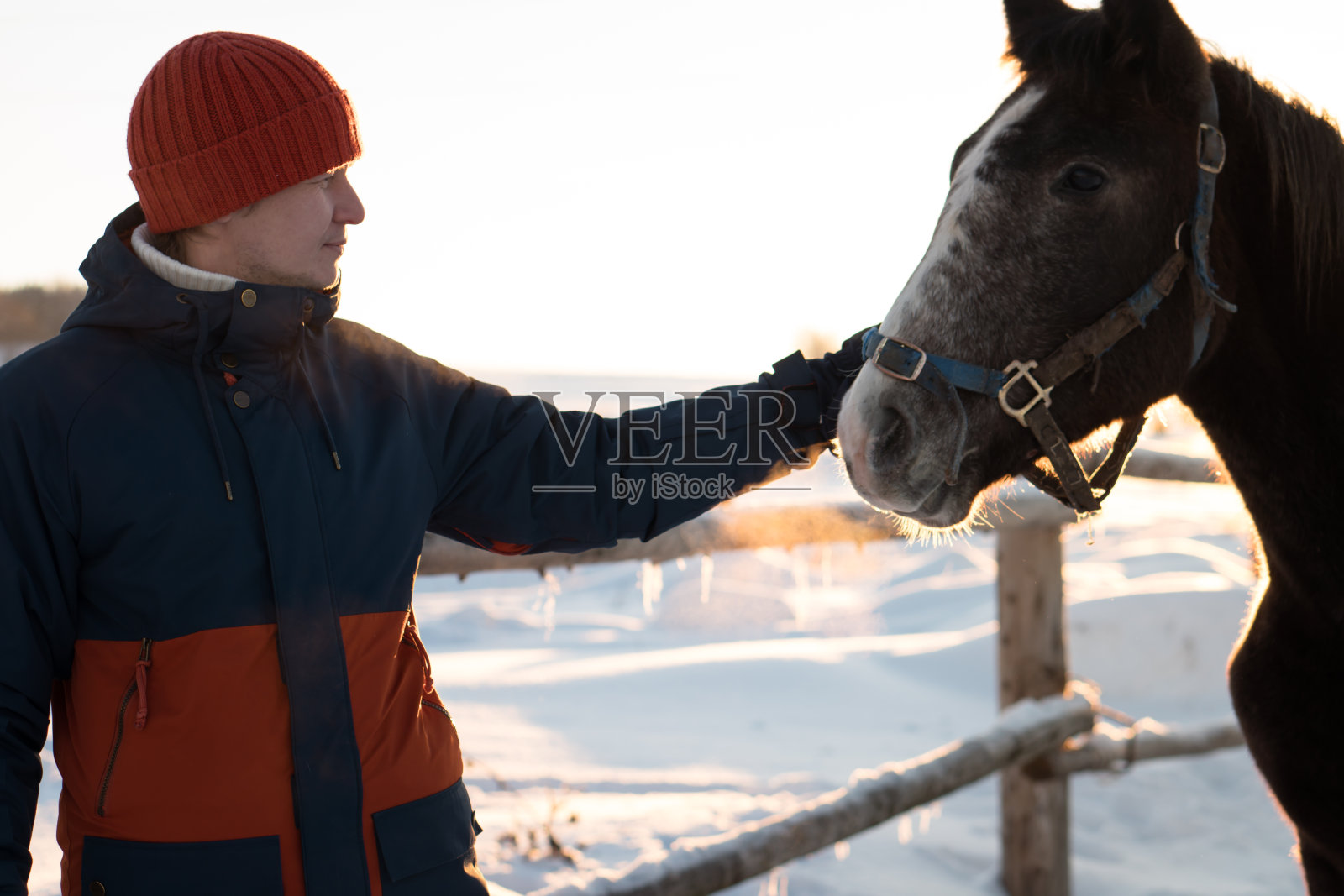 冬天,主人在农场里把马养在户外照片摄影图片