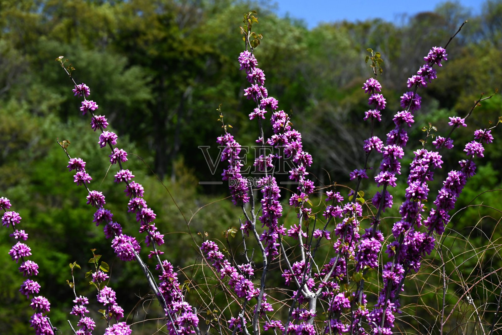 紫荆(Cercis chinensis)花。豆科落叶乔木。照片摄影图片