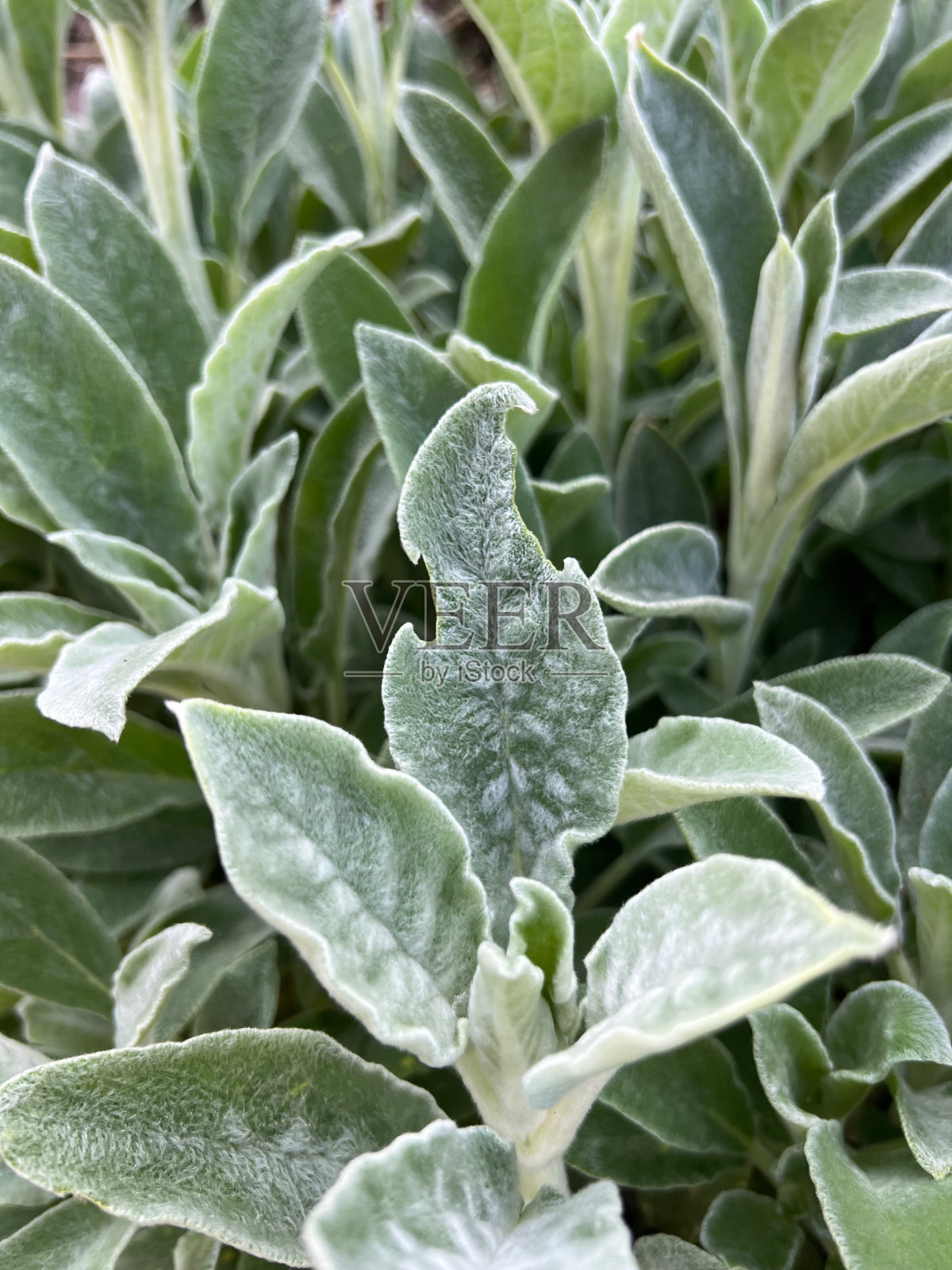 小羊耳叶受损照片摄影图片