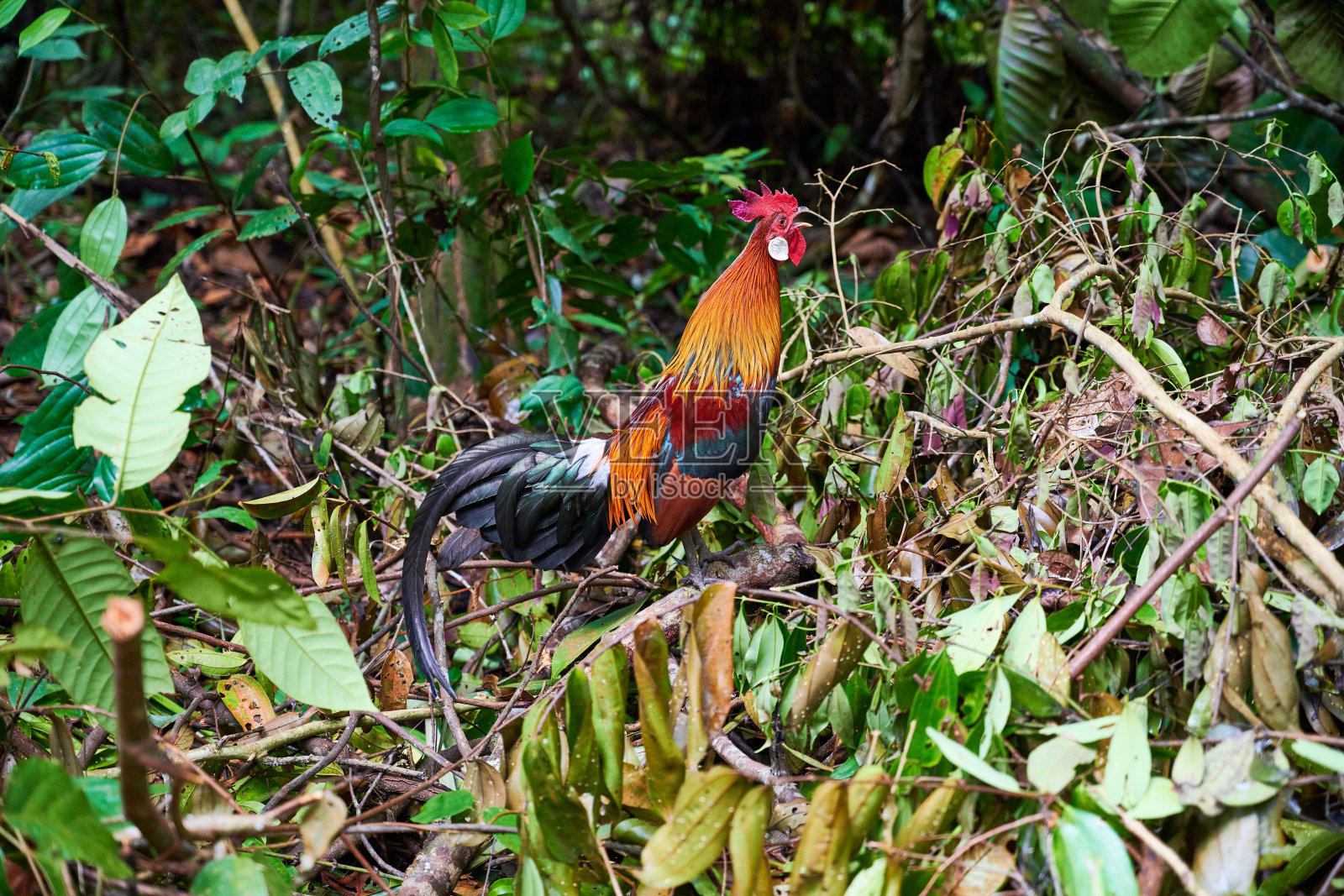 红红原鸡照片摄影图片