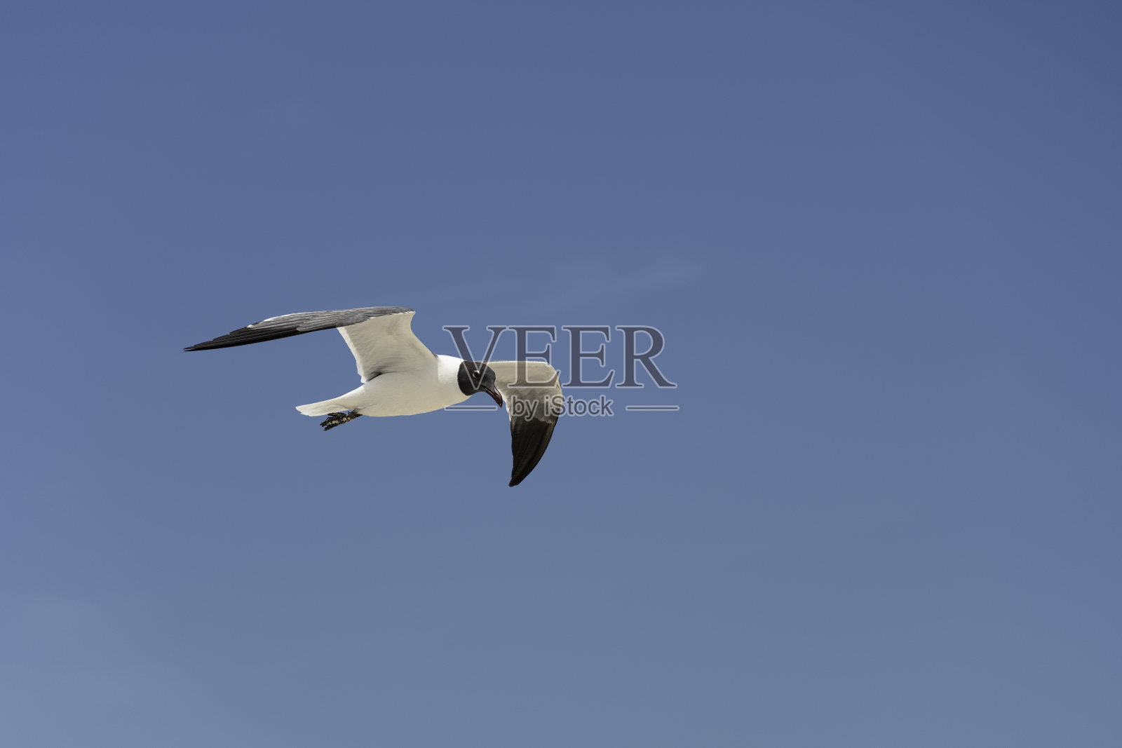 笑鸥-笑鸥照片摄影图片