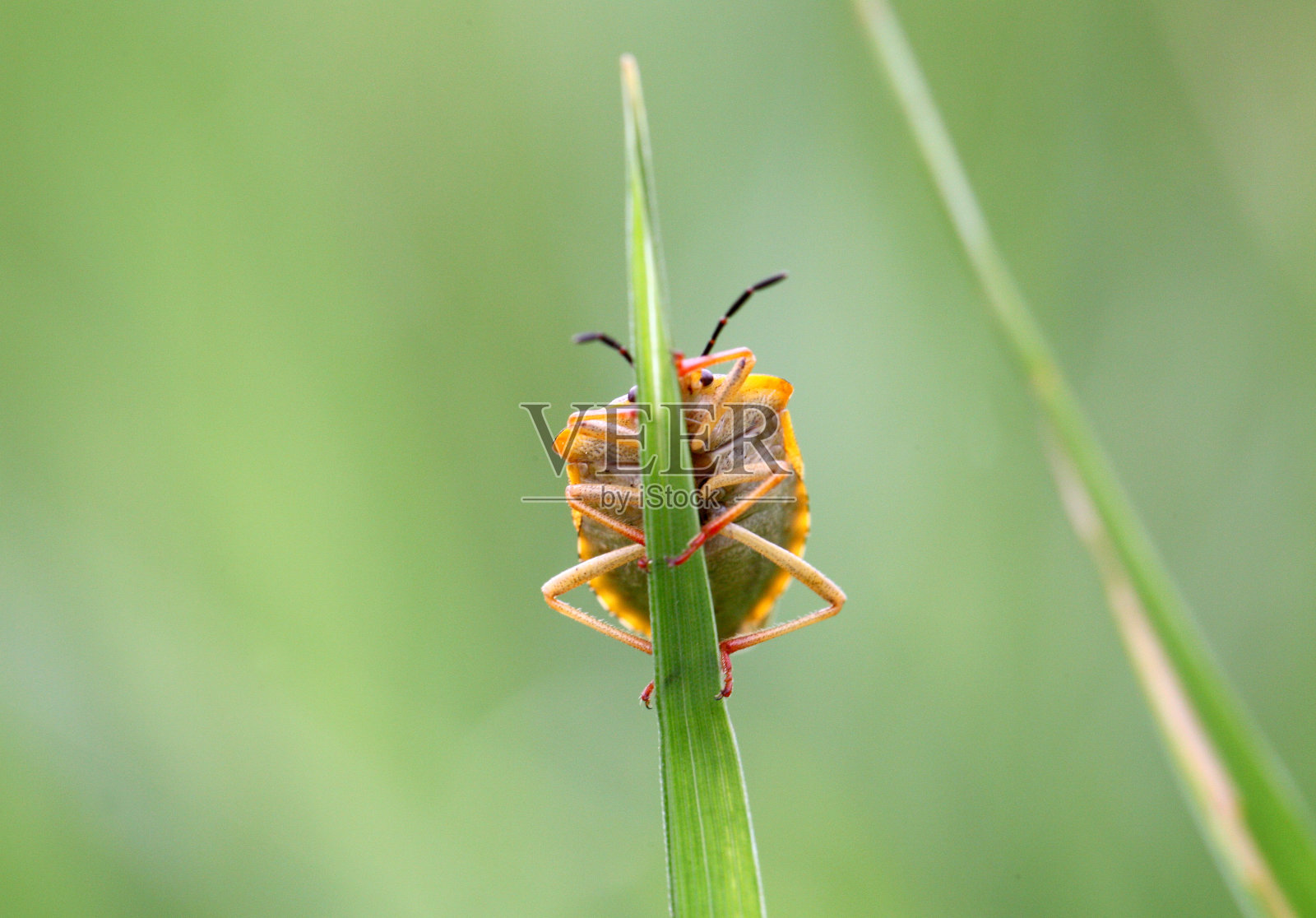 甲虫照片摄影图片