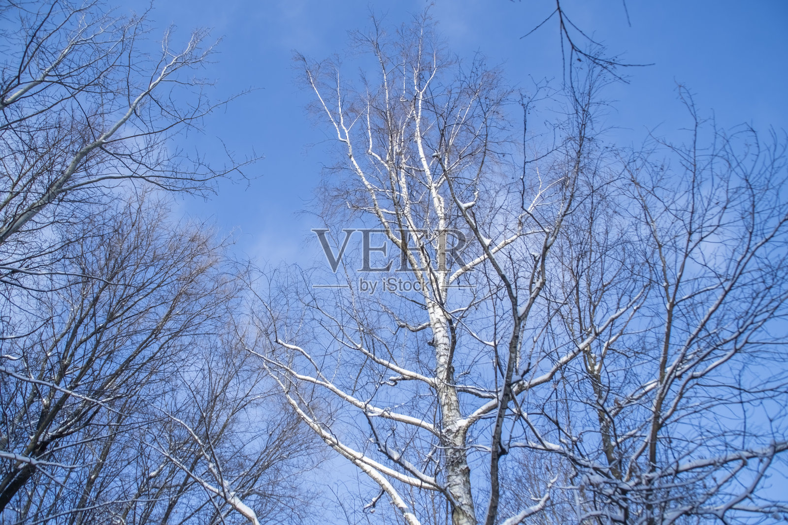 没有叶子的白桦树映衬着冬天的天空。树被雪覆盖。照片摄影图片