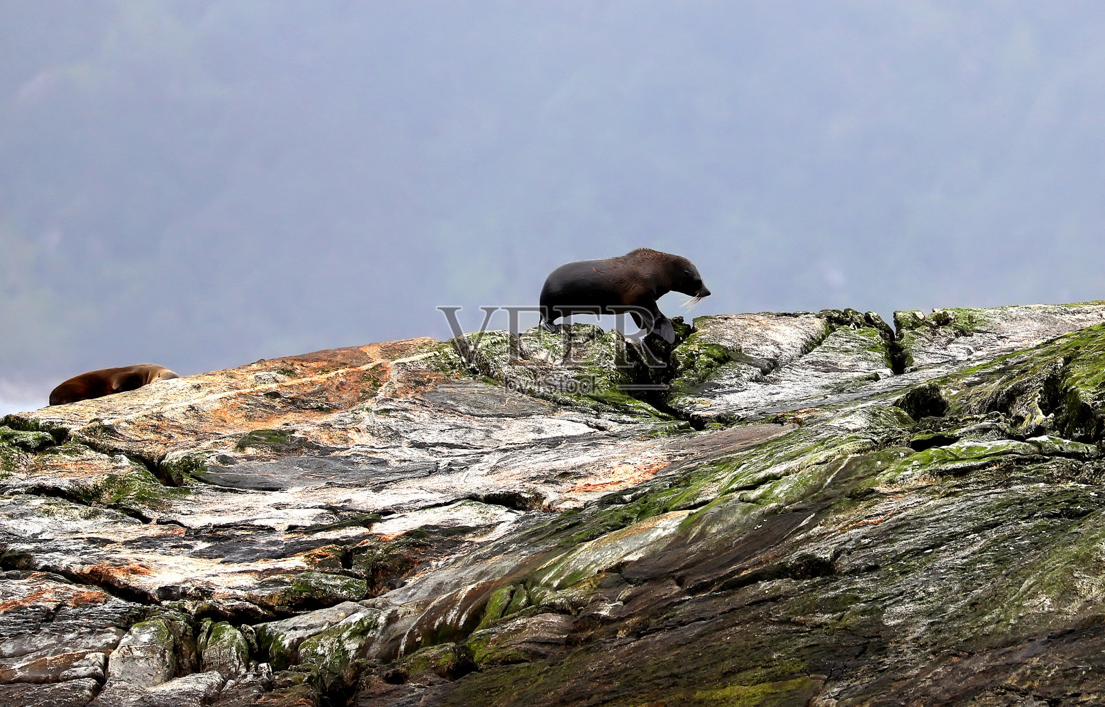 一群海豹在五颜六色的岩石上,多云天气下峡湾的海景,新西兰多云峡湾照片摄影图片