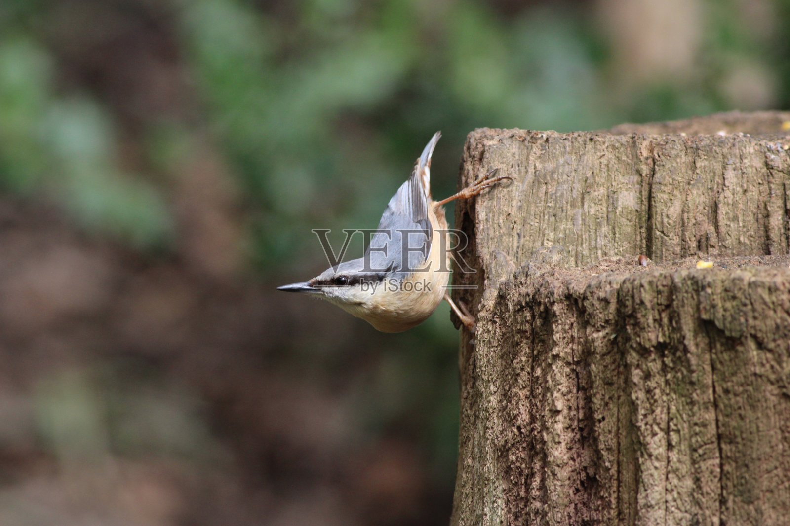 英国兰开夏郡的树桩上的Nuthatch - Sitta Europaea,春天/四月一个阳光明媚的下午照片摄影图片