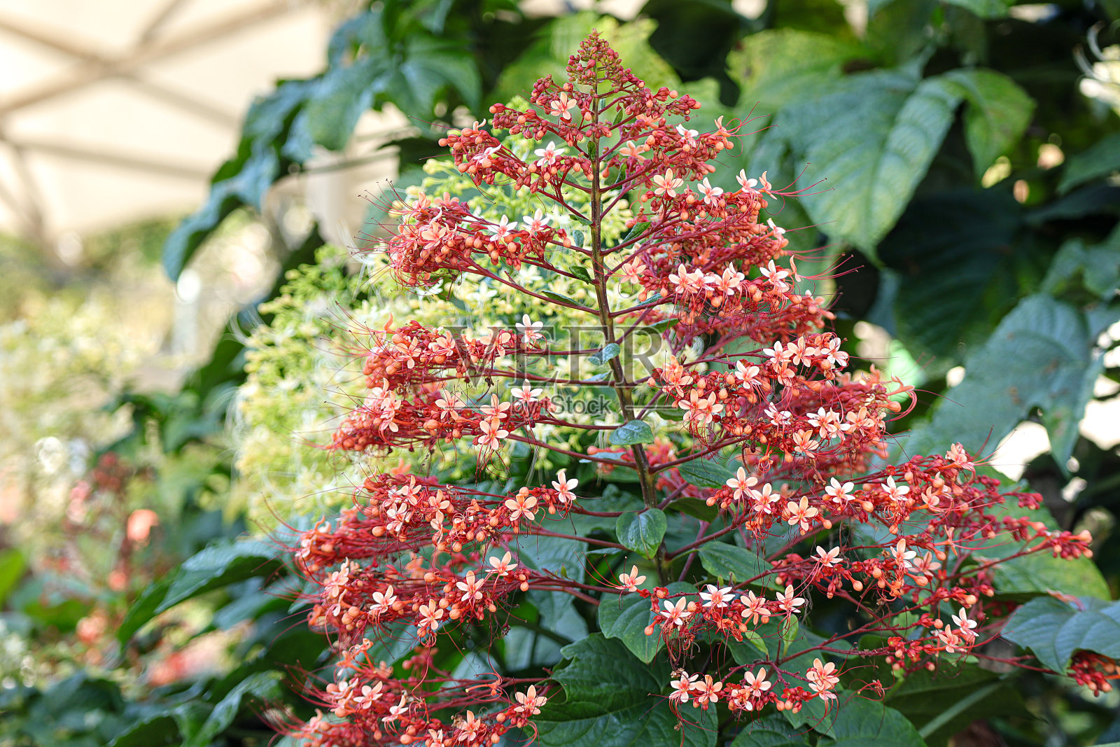 美丽的宝塔花盛开,邦加宝塔(clerodendrum paniculatum)在花园里。自然背景。照片摄影图片