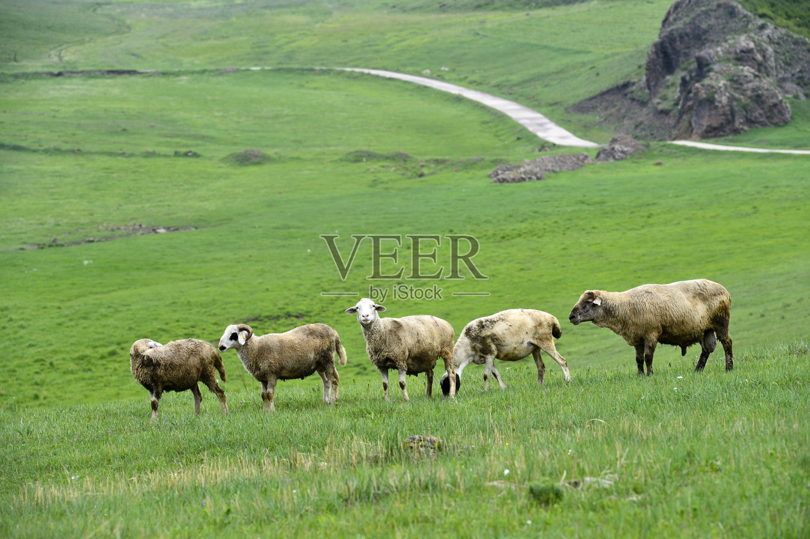 草原上的羊照片摄影图片