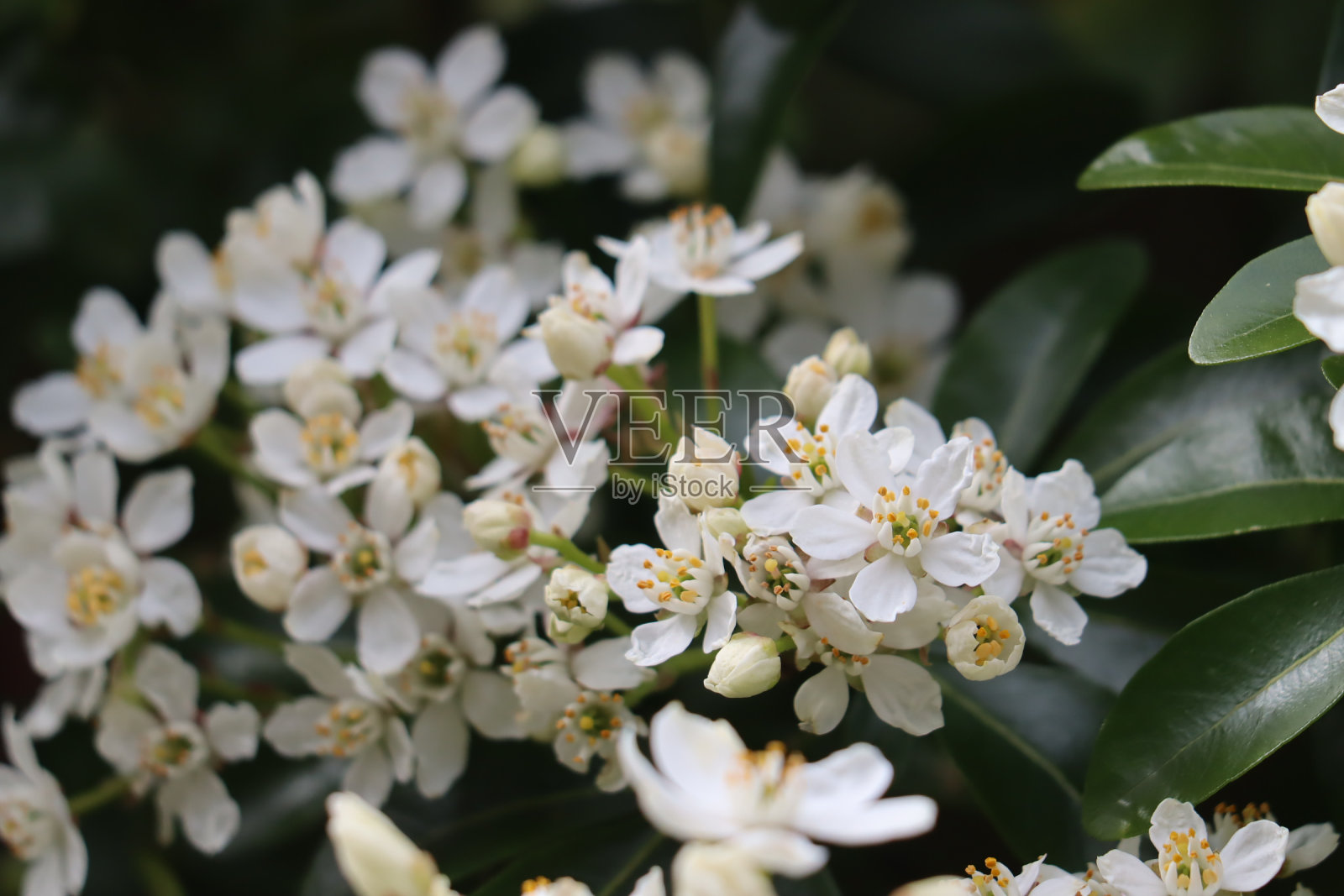 花头照片摄影图片