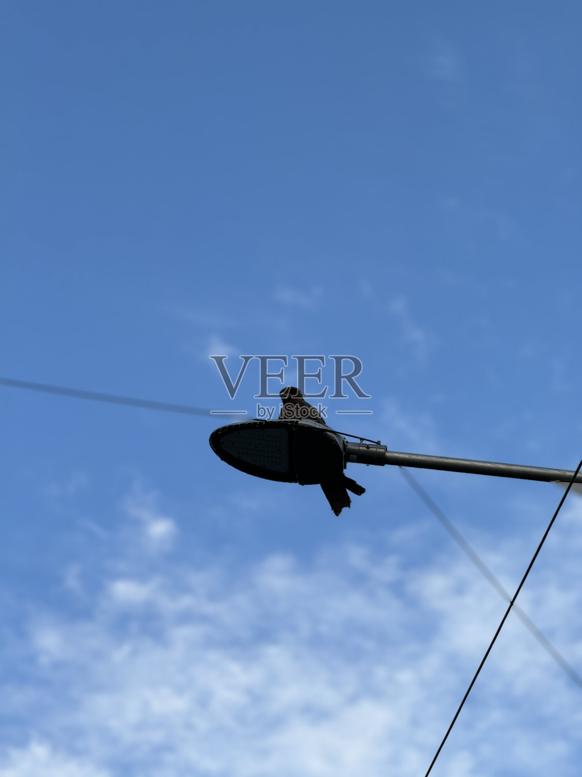 一只放风筝的鸟坐在路灯杆上照片摄影图片