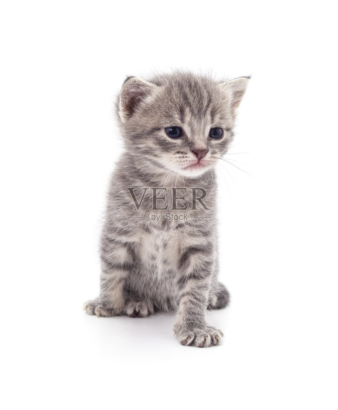 小灰猫。照片摄影图片