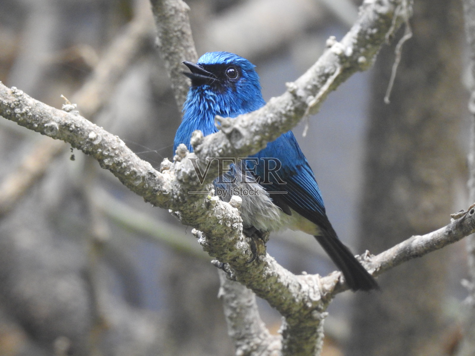 Eumyias靛蓝照片摄影图片