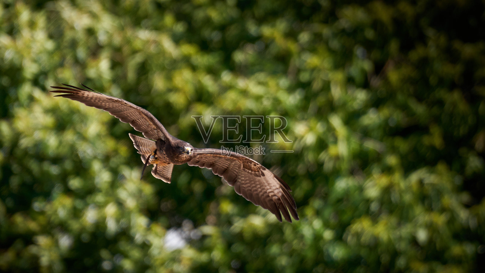 猎鹰照片摄影图片