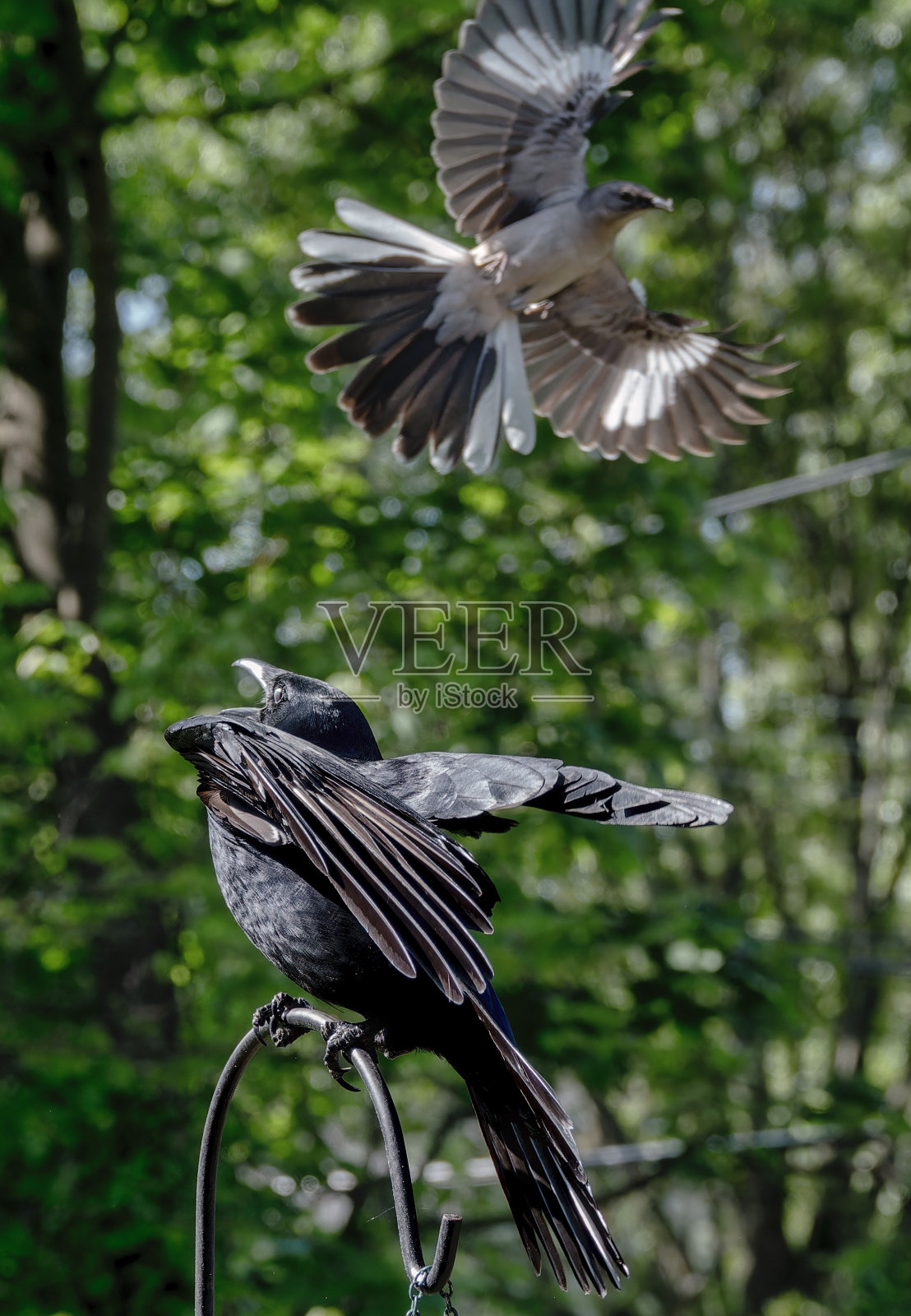 一只被反舌鸟攻击的大黑鸟照片摄影图片