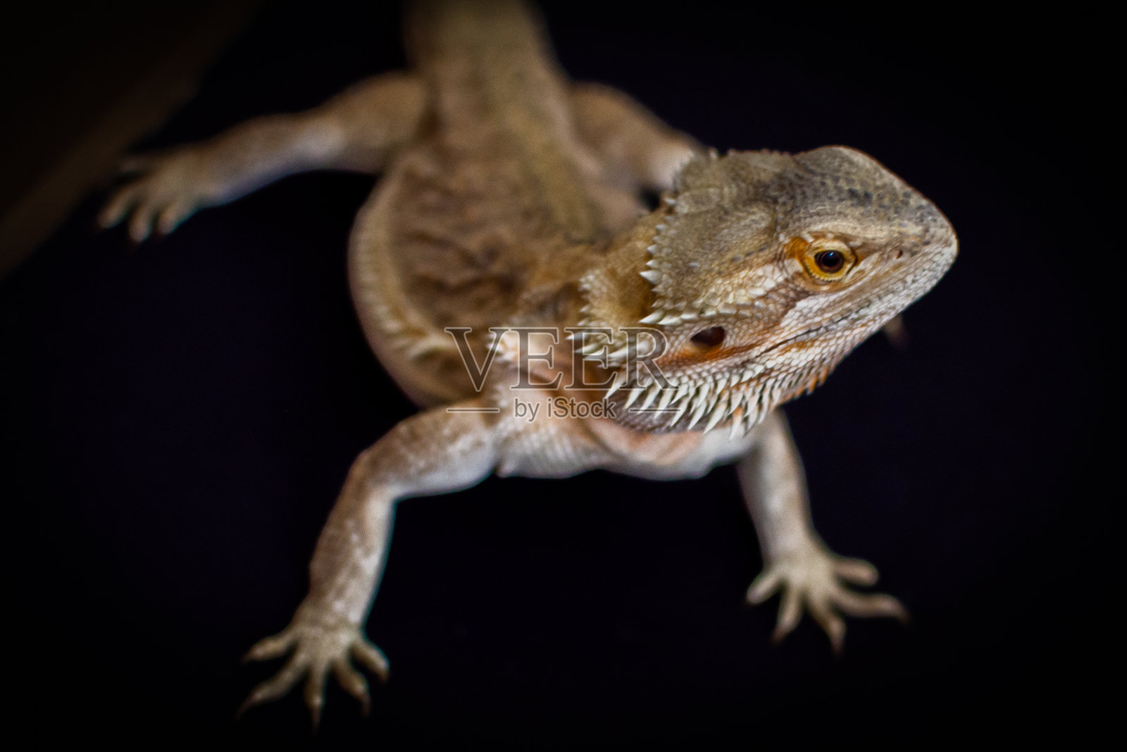大胡子蜥蜴宠物照片摄影图片