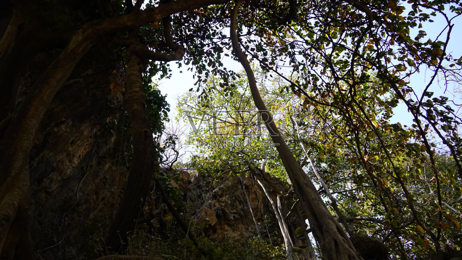 森林的晨景照片摄影图片