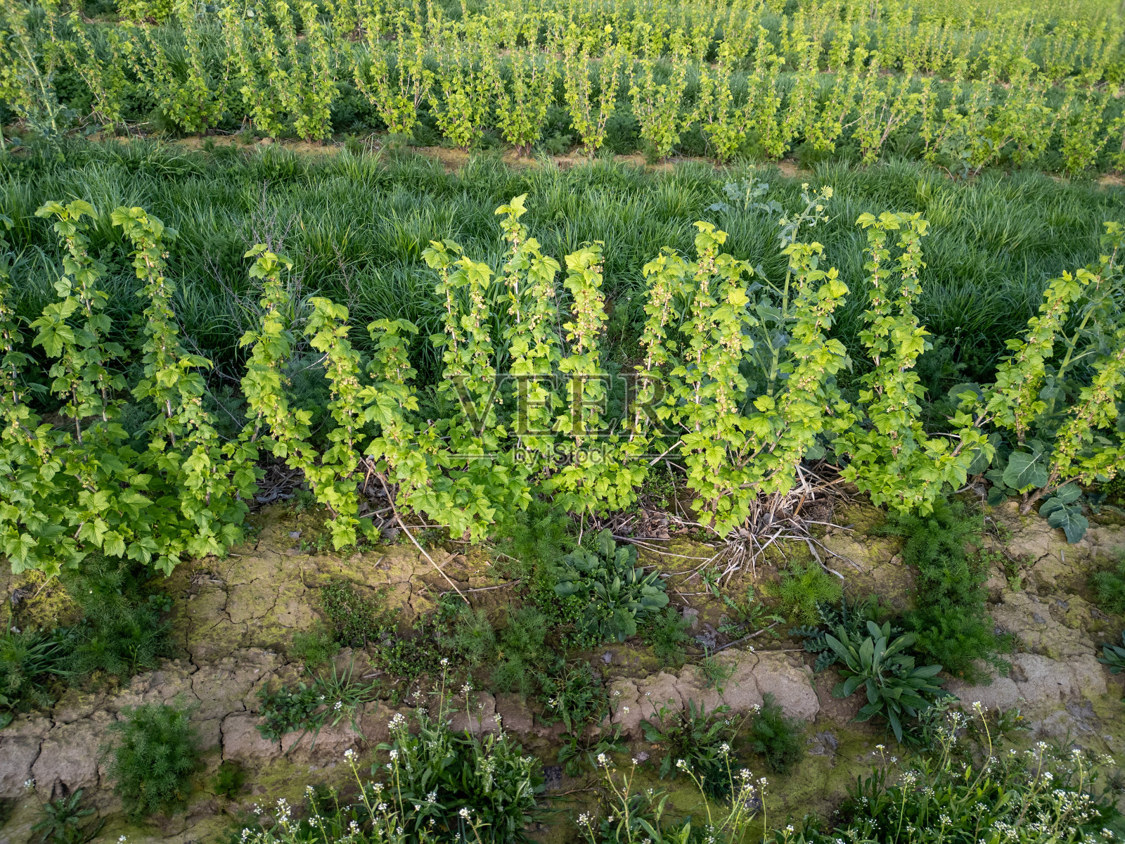 农田里成排的小黑加仑灌木照片摄影图片