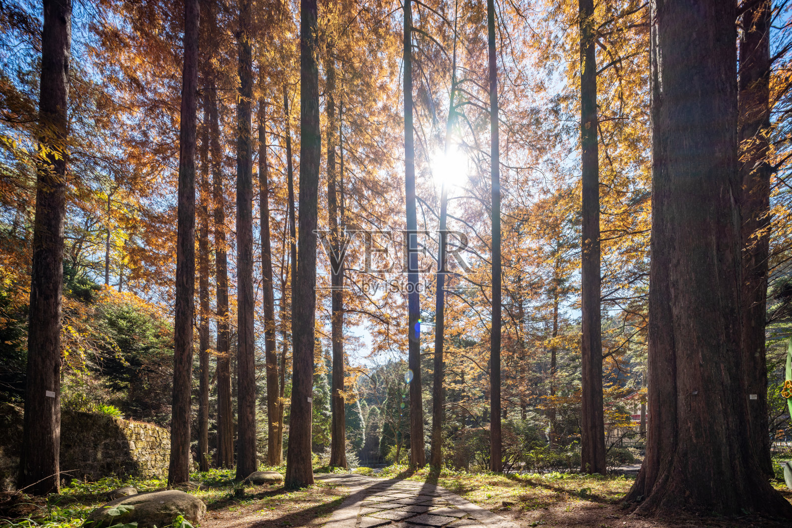 秋天阳光下的雪松林照片摄影图片