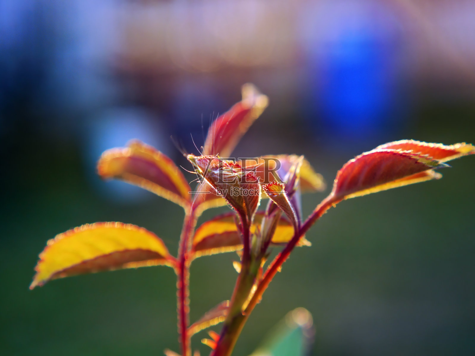 不同植物上的蒲公英种子照片摄影图片